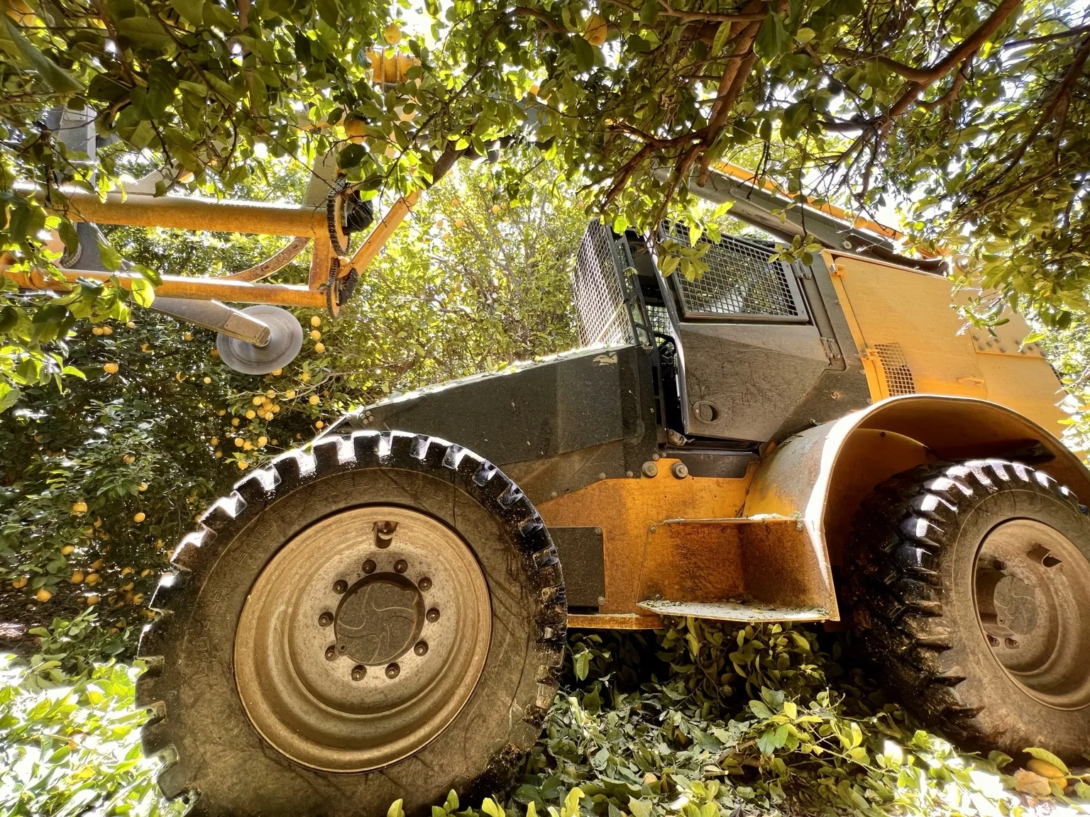 Specialized canopy equipment working in citrus