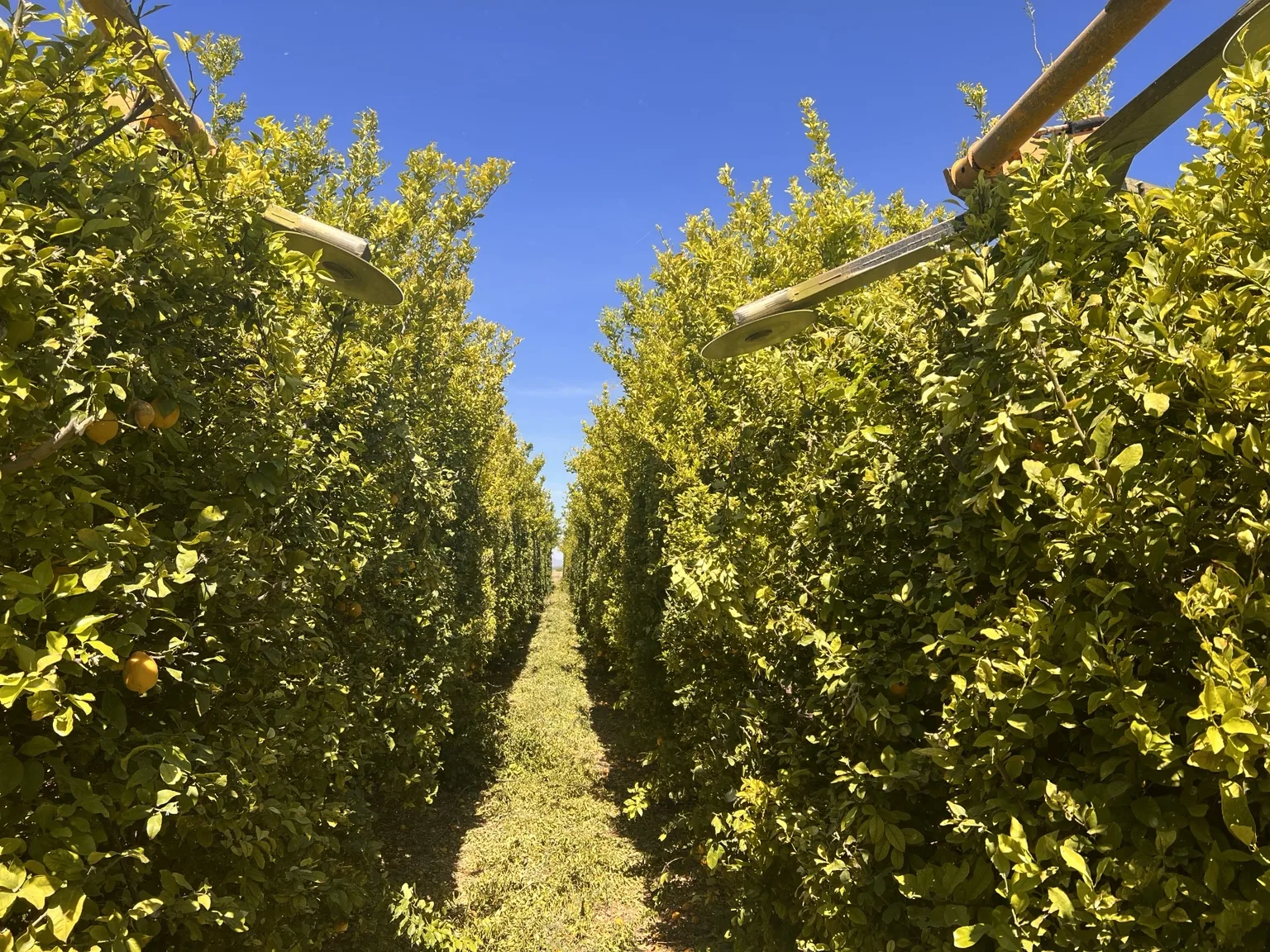 Precision canopy cutting equipment aligned in an orchard row