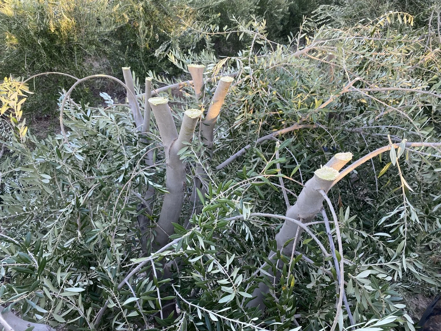 Clean fresh cuts after canopy work