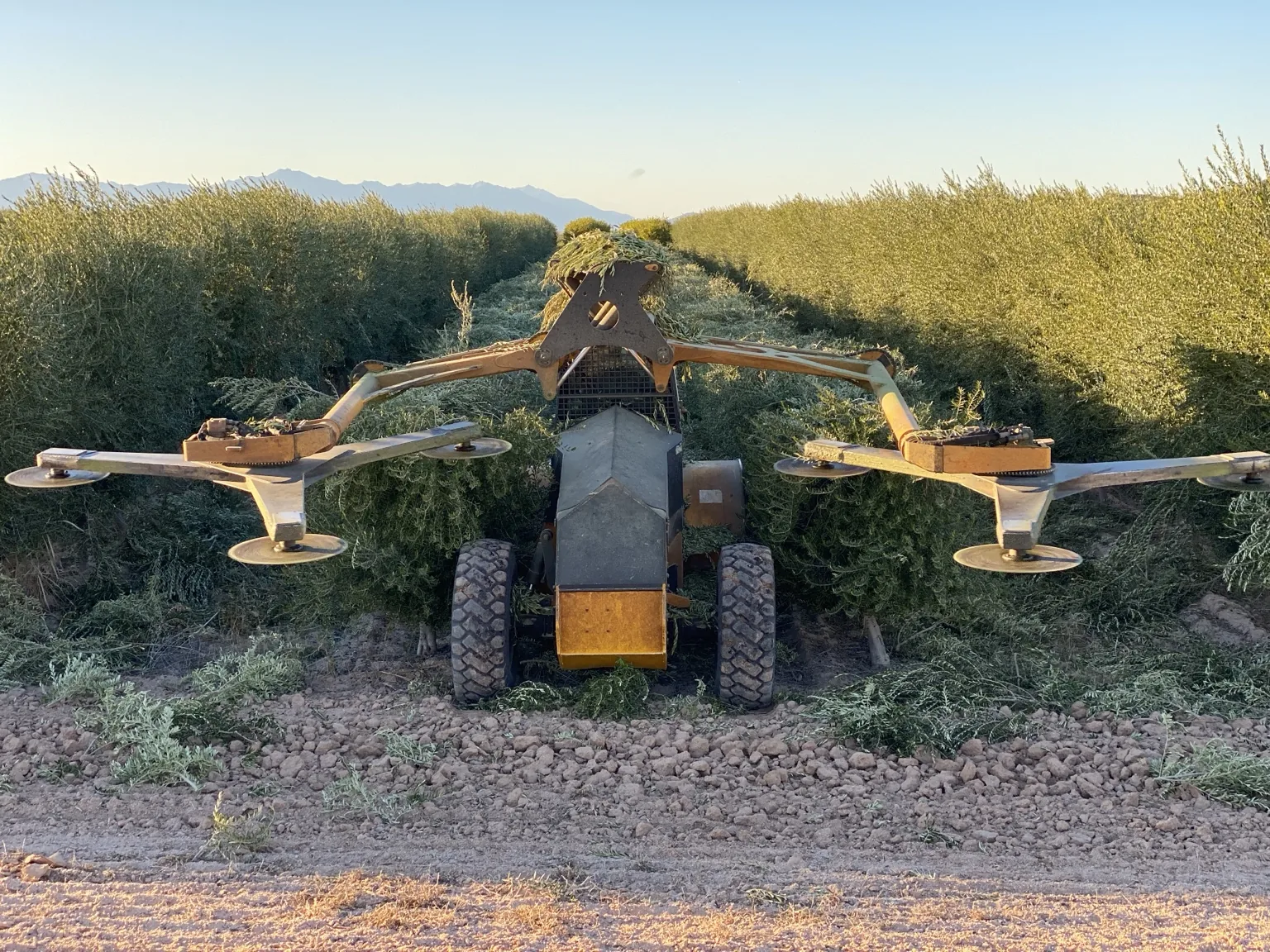 Orchard topping machine working in olive rows