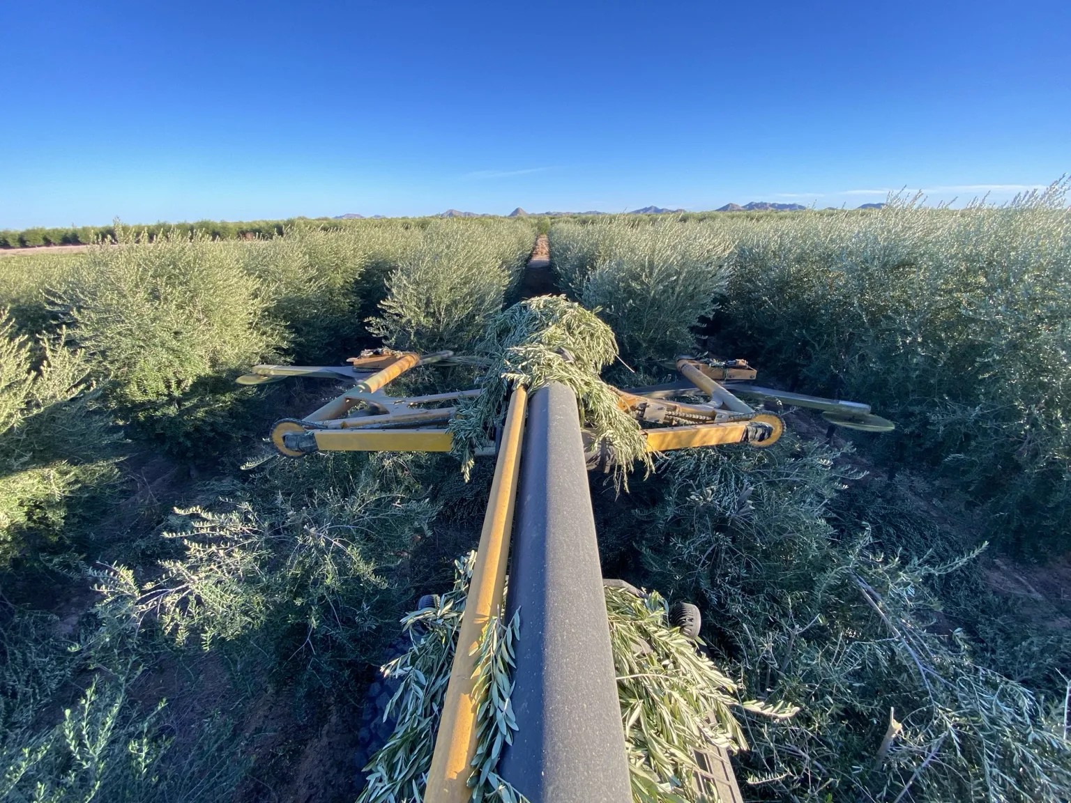 Operator view of orchard equipment